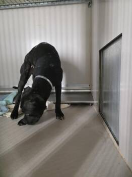 Swan -  Mixed Breed Dog for Adoption in New York, New York - Swan | PetCurious