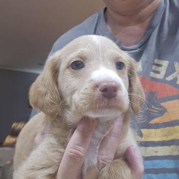 Munson -  Labradoodle Dog for Adoption in Cumming, Georgia - Munson | PetCurious