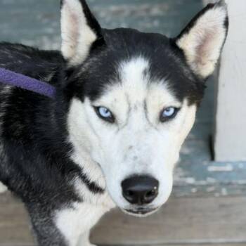 Kyle -  Husky Dog for Adoption in Abbotsford, British Columbia - Kyle | PetCurious