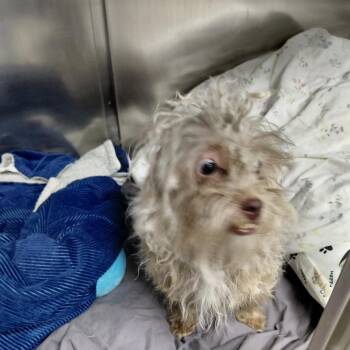 Havanese and Terrier Dogs Available for Adoption in Philadelphia, Pennsylvania - Barkley | PetCurious