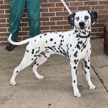 Jedi - Taking Applications -  Dalmatian Dog for Adoption in Waterloo, Iowa - Jedi - Taking Applications | PetCurious