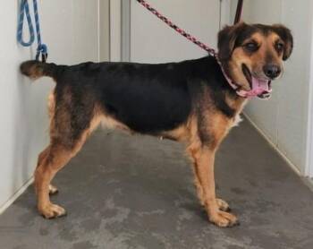 Australian Shepherd Dogs Available for Adoption - Lexie | PetCurious