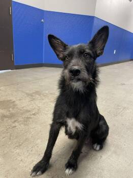Cupcake -  Mixed Breed Dog for Adoption in Minot, North Dakota - Cupcake | PetCurious