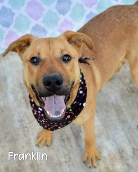 Hound Dogs Available for Adoption in Gautier, Mississippi - Franklin | PetCurious