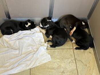 Rescue Pit Bull Terrier and Mixed Breed Dogs for Adoption in Honolulu, Hawaii - 59658149 | PetCurious