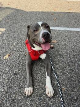 Rescue Mixed Breed Dogs for Adoption in Cincinnati, Ohio - Riley | PetCurious