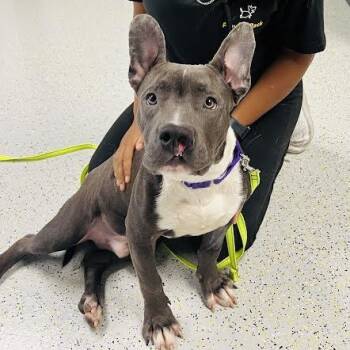 FOMO -  Pit Bull Terrier and American Bully Dog for Adoption in Midlothian, Virginia - FOMO | PetCurious