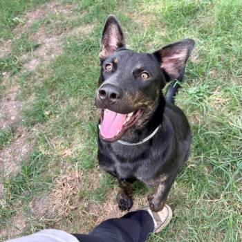 Bruno -  Black Labrador Retriever Dog for Adoption in Pittsburgh, Pennsylvania - Bruno | PetCurious
