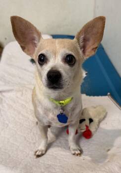 Ava -  Chihuahua and Dachshund Dog for Adoption in Bartlesville, Oklahoma - Ava | PetCurious