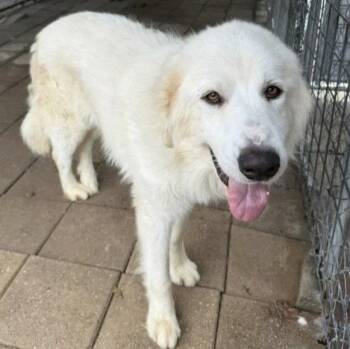 Great Pyrenees Dogs Available for Adoption in Spring, Texas - Dan | PetCurious