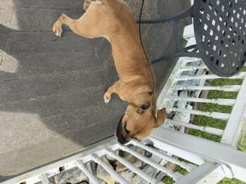William -  Pit Bull Terrier Dog for Adoption in Bryan, Ohio - William | PetCurious