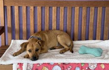 **SANDY** -  Shepherd Dog for Adoption in North Prairie, Wisconsin - **SANDY** | PetCurious