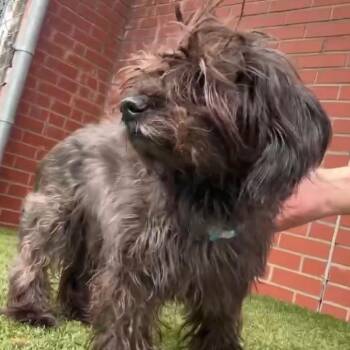 Gus -  Shih Tzu and Mixed Breed Dog for Adoption in Northville, Michigan - Gus | PetCurious