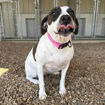 Rescue Pit Bull Terrier and German Shorthaired Pointer Dogs for Adoption in Lincoln, Illinois - Zora | PetCurious