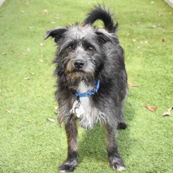 Spencer -  Terrier Dog for Adoption in St. Petersburg, Florida - Spencer | PetCurious