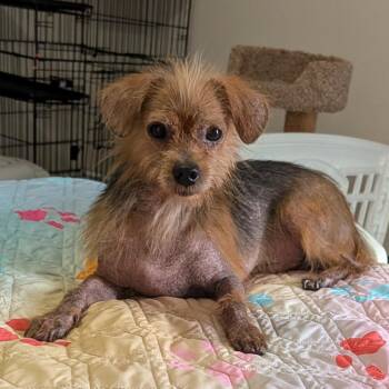 Squirrelbane -  Mixed Breed Dog for Adoption in Fredericksburg, Virginia - Squirrelbane | PetCurious