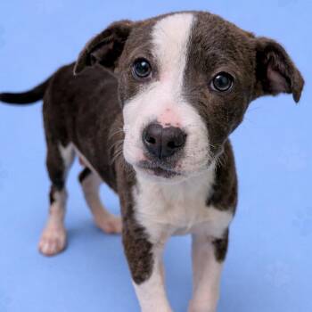 Cattle Dog and Mountain Cur Dogs Available for Adoption - Mocha | PetCurious