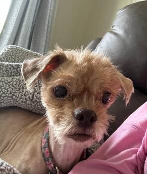 Shih Tzu Dogs Available for Adoption in Merrillville, Indiana - Gizmo | PetCurious