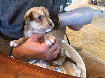 Labrador Retriever Dogs Available for Adoption - Mike | PetCurious