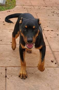 Rescue Terrier and Mixed Breed Dogs for Adoption in Shreveport, Louisiana - Tyson | PetCurious