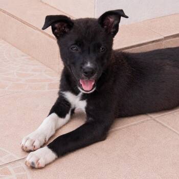 Pelusa -  Labrador Retriever and Mixed Breed Dog for Adoption in Jefferson, New Jersey - Pelusa | PetCurious