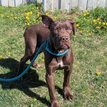 Cane Corso Dogs Available for Adoption - Copper | PetCurious