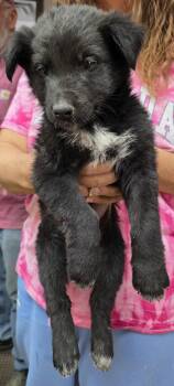 61973563 -  Border Collie Dog for Adoption in Elko, Nevada - 61973563 | PetCurious