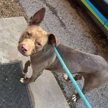 Bucky -  Mixed Breed Dog for Adoption in Edwardsville, Illinois - Bucky | PetCurious