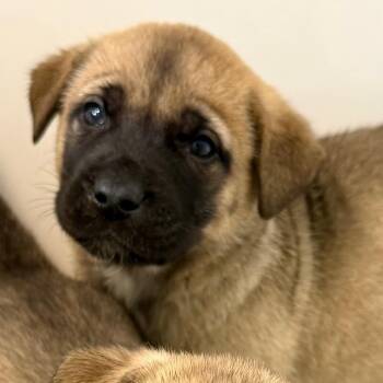 Mastiff and Mixed Breed Dogs Available for Adoption - Ted | PetCurious