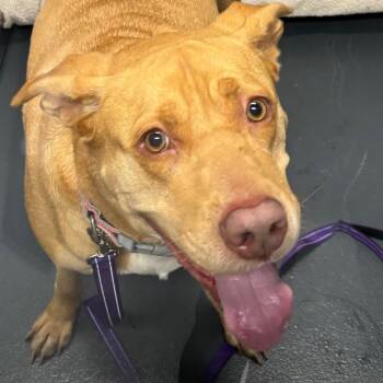 Mixed Breed Dogs Available for Adoption in Allentown, Pennsylvania - Layla | PetCurious