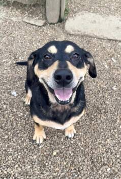 SASSIE -  Hound and Mixed Breed Dog for Adoption in Lexington, Tennessee - SASSIE | PetCurious