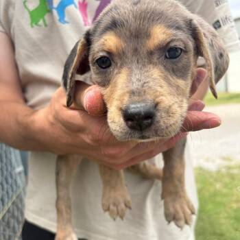 Daffodil -  Mixed Breed and Catahoula Leopard Dog Dog for Adoption in Tulsa, Oklahoma - Daffodil | PetCurious