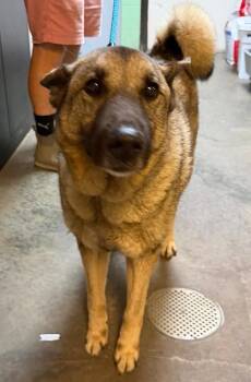 Bruin -  Mixed Breed Dog for Adoption in North Myrtle Beach, South Carolina - Bruin | PetCurious