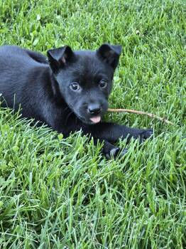Labrador Retriever and Husky Dogs Available for Adoption in Barnhart, Missouri - Fred | PetCurious