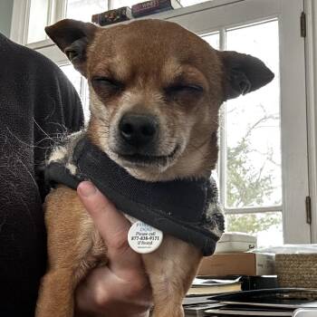 Terrier and Mixed Breed Dogs Available for Adoption - Groundhog | PetCurious