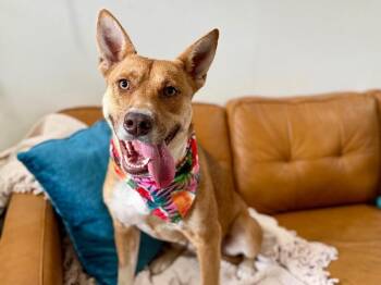 Shiba Inu and Pit Bull Terrier Dogs Available for Adoption - Winter Winnie Sugar Baby | PetCurious