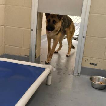 Johnny -  Mixed Breed Dog for Adoption in Columbus, Georgia - Johnny | PetCurious