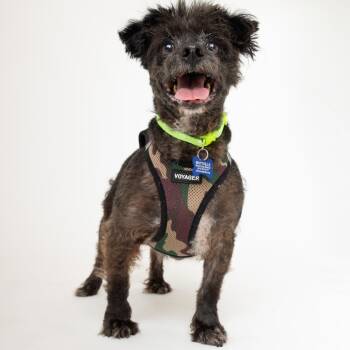 Shadow 14243 -  Miniature Poodle Dog for Adoption in San Francisco, California - Shadow 14243 | PetCurious
