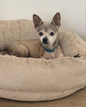 Gidget -  Chihuahua Dog for Adoption in Pasadena, California - Gidget | PetCurious