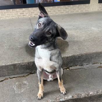 Rhodesian Ridgeback Dogs Available for Adoption in Corsicana, Texas - Boone P46073 | PetCurious