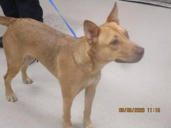 Coyote(28) -  Shepherd Dog for Adoption in Marietta, Georgia - Coyote(28) | PetCurious