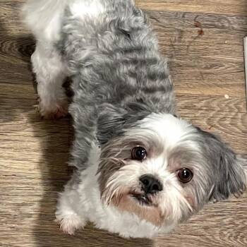 Shih Tzu Dogs Available for Adoption in Savannah, Georgia - Bon Bon | PetCurious