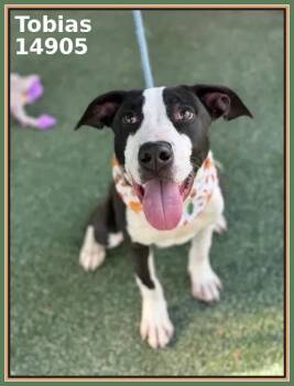 Rescue Pointer and Pit Bull Terrier Dogs for Adoption in Marietta, Georgia - TOBIAS | PetCurious