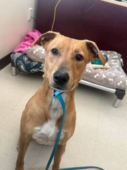 Labrador Retriever Dogs Available for Adoption in Clayton, New Jersey - Rosie | PetCurious