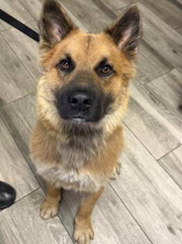 Rescue German Shepherd Dog Dogs for Adoption in Redlands, California - BEAR | PetCurious