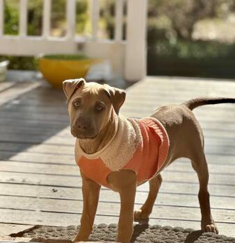 Weimaraner Dogs Available for Adoption - Penny | PetCurious