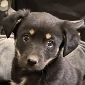Mindy/Ella -  Mixed Breed Dog Available for Adoption in Green Forest, Arkansas - Mindy/Ella | PetCurious