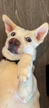 Possum -  Mixed Breed and Black Labrador Retriever Dog for Adoption in Glendale, Arizona - Possum | PetCurious
