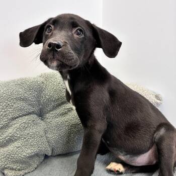 Shepherd and Labrador Retriever Dogs Available for Adoption in Dayton, Ohio - Harper | PetCurious