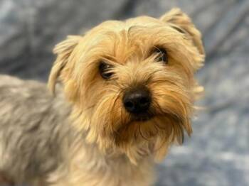 Yorkshire Terrier Dogs Available for Adoption - Ryder | PetCurious